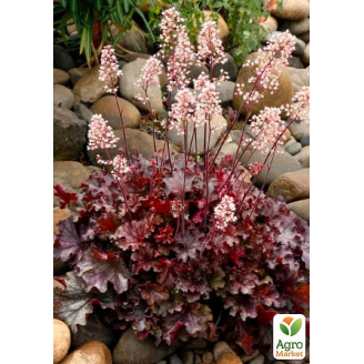 Гейхера (Heuchera) Ruby Tuesday С1 (высота 15-30см)