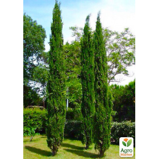 Кипарис Итальянский (Cupressus Sempervirens) контейнер Р9