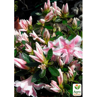 Азалія Японська Меллі (Azalea japonica Melle)