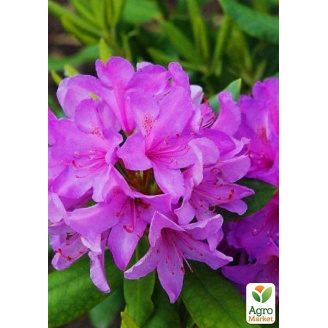 Рододендрон катевбинский Боурзалт (Rhododendron Catawbiense Boursault) вазон Р13