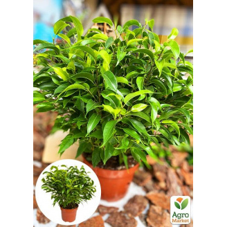 Фикус Бенджамина (Ficus) Benjamin