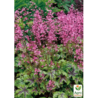 Гейхерелла (Heucherella) Tapestry С1 (высота 15-30см)