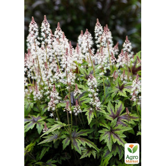 Тиарелла (Tiarella) Spring Symphony С1 (высота 15-30см)