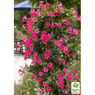 Дипладенія (Mandevilla) Classic Pink (квітуча ліана)