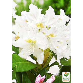 Рододендрон белый Cunningham`s white