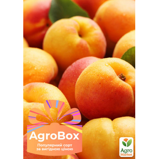 Эксклюзив! AGROBOX с саженцем абрикоса одного из самых морозостойких сортов