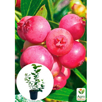 Голубика (черника садовая) 2 года Пинк Лимонад (Pink Iemonade) С1.5 высота 40-50см