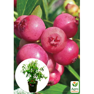 LMTD Голубика розовая Pink Lemonade (сортовая, укорененная) высота 50-70