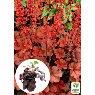 Гейхера (Heuchera) Cherry Cola С1 (высота 15-30см)
