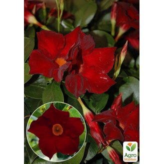 Дипладенія (Mandevilla) Jasper Burgundy (квітуча ліана)