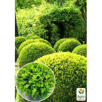 Самшит вічнозелений Таємнича краса (Buxus sempervirens)