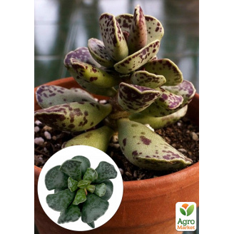 Адроміскус Купера (adromischus cooperi)