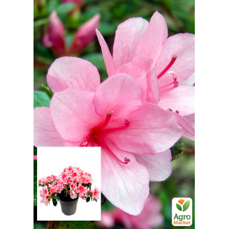 Рододендрон комнатный Rose