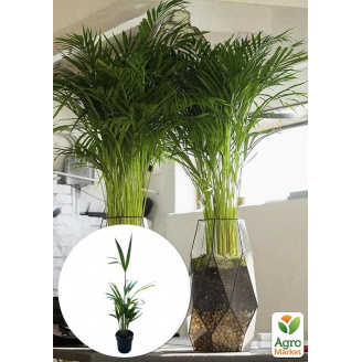 LMTD Пальма Дипсис Dypsis lutescens висота 40-50см