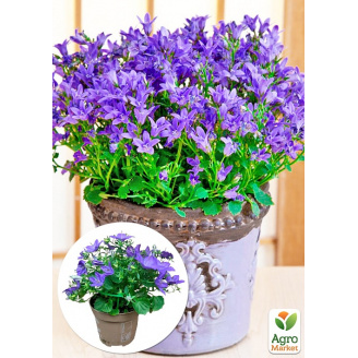 Кампанула цветущая Isophylla Violet (Нидерланды)