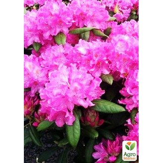 Рододендрон Roseum elegans (розовый)