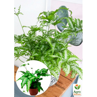 Птеріс Критський Albolineata