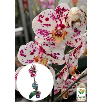 Орхідея (Phalaenopsis) Leo