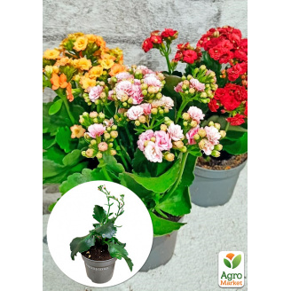 Каланхоэ Блоссфельда MIX Уценка (Kalanchoe Blossfeldiana) (Нидерланды)