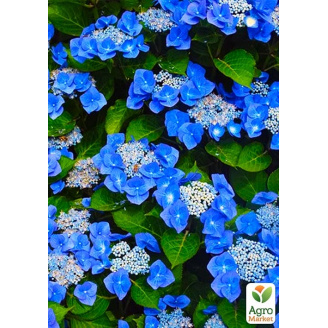 Гортензия Blaumeise