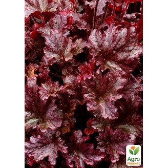 Гейхера (Heuchera) Berry Marmalade С1 (высота 15-30см)
