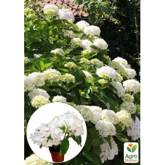LMTD Гортензия крупнолистная цветущая 2-х летняя Snowball (20-30см)