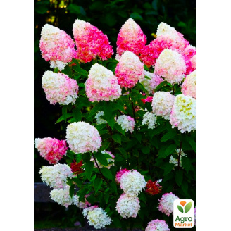 Гортензия метельчатая Raspberry Pink(Hydrangea paniculata Raspberry Pink)