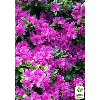 Азалия Японская Geisha Purple