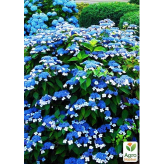Гортензия пильчатая Bluebird