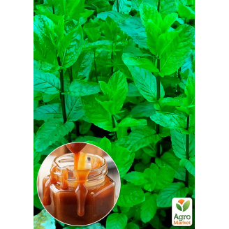 М'ята Карамельна Mentha Caramel