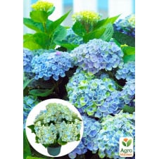 LMTD Гортензия крупнолистная цветущая 3-х летняя Magical Revolution Blue (30-40см)