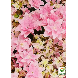 Гортензія крупнолистова 2-річна Floria висота саджанця 25-45см