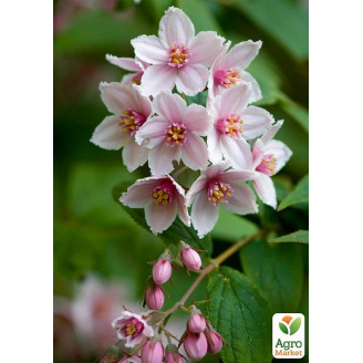 Дейція гібридна Mont Rose