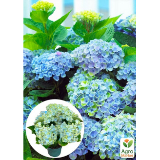 LMTD Гортензія крупнолиста квітуча 3-річна Magical Revolution Blue (30-40см)