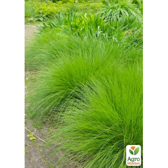 Дешампсия Tardiflora вазон С2, высота 20-40см