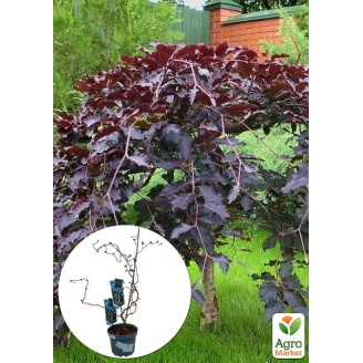 LMTD Фундук звивистий червонолистий Red Majestic висота 90-110см