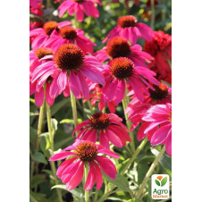 Эхинацея 2-х летняя Pearl Magenta вазон С1.5