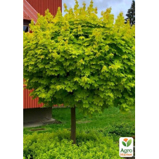 LMTD Клен дланевидный 2-х летний Green Globe (40-50см)