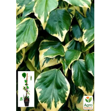 LMTD Плющ Dentata Variegata (висота 60-70см)