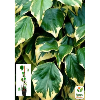 LMTD Плющ Dentata Variegata (высота 60-70см)