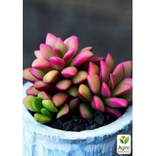 Суккулент Анакампсерос краснеющий Rubra