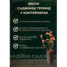 Троянда чайно-гібридна Імператриця Фарах у контейнері, вищий сорт