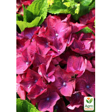 LMTD Гортензія крупнолистова квітуча 3-річна Royal Red Purple (25-40см)