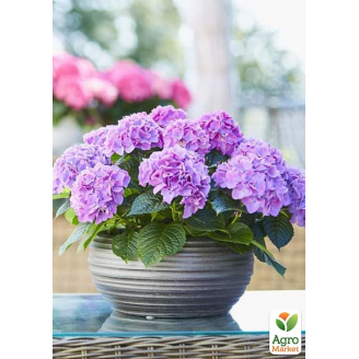 LMTD Гортензія крупнолиста квітуча 4-річна Tabletensia Purple (40-50см)