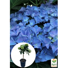 LMTD Гортензія на штамбі великолистна квітуча 4-річна Early Blue (50-60см)