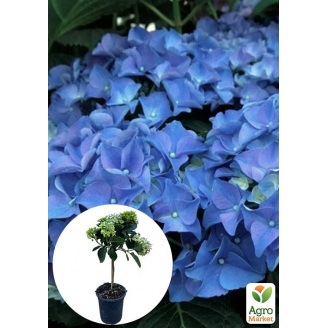 LMTD Гортензія на штамбі великолистна квітуча 4-річна Early Blue (50-60см)