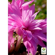 Колхикум Waterlily 1шт в упаковке