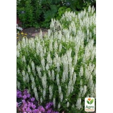 Шавлія Дубравна Medium White С1.5
