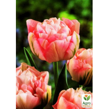 Тюльпан Peach Blossom 3шт в упаковке