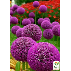 Алліум Purple Sensation
